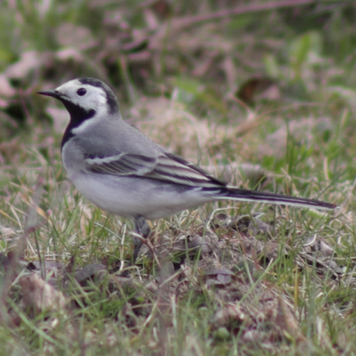 Motacilla alba