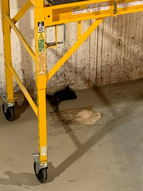 Ruple Farms - Rodent problem
