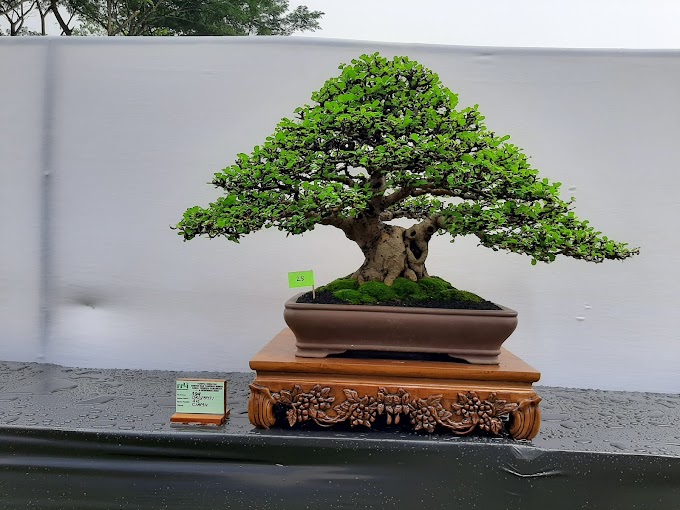 Pohon bonsai Hokiantie