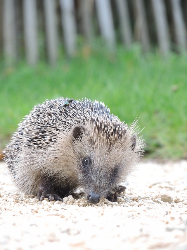 Metz: de botanische tuin - 2: de dieren