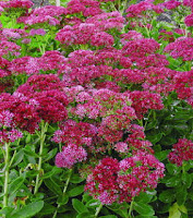 Autumn Fire Sedum5