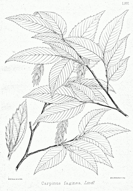 Carpinus faginea