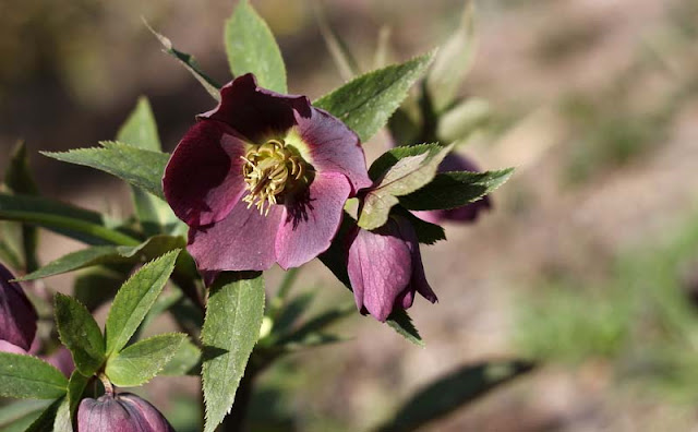 Lenten Rose Flowers