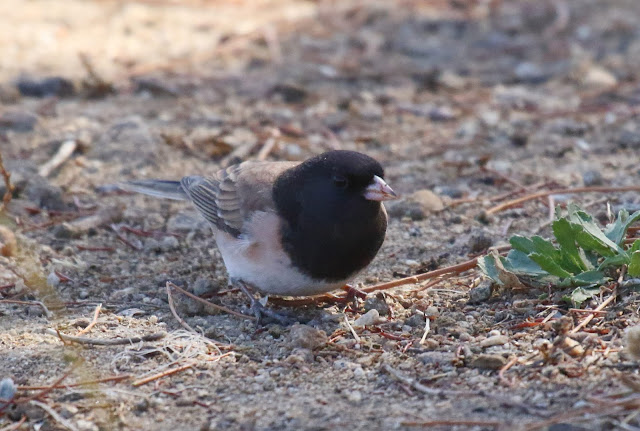 Dark-eyed Junco, Oregon form thurberi