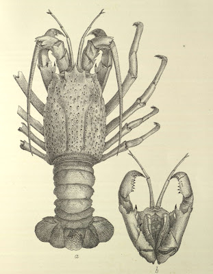 Palinurus Tumidus