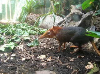 Black shrew haiwan Malaysia yang hampir pupus