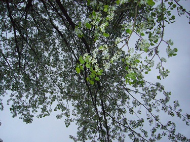 P1150610
