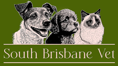 south brisbane vet west end highgate hill best veterinary clinic