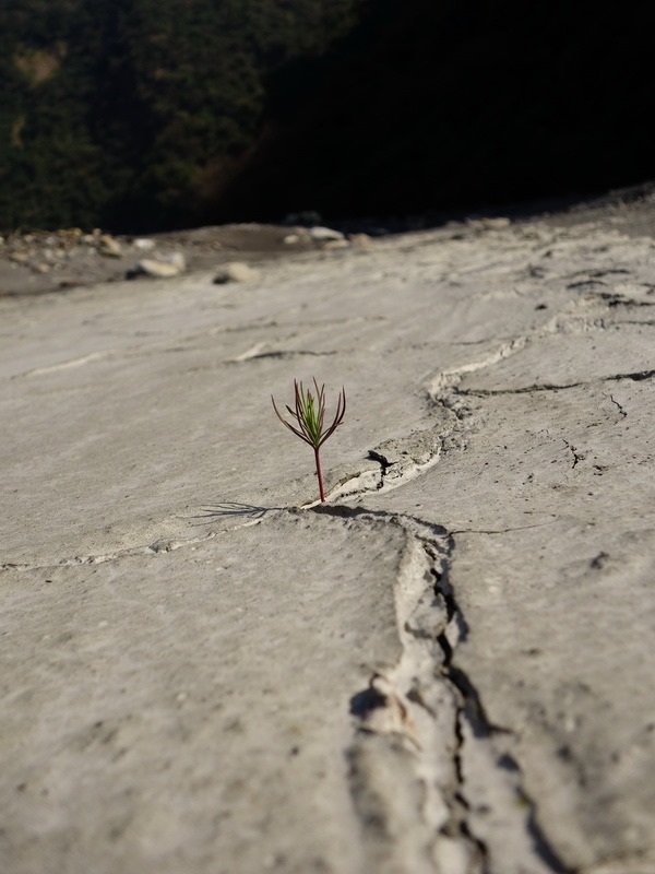 2014_0101-0105 萬山神石、萬山岩雕順訪萬頭蘭山_1002