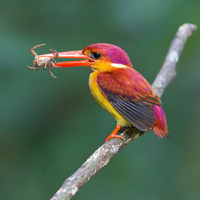 Burung Cantik Burung Udang Api 