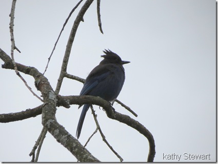 Steller's Jay