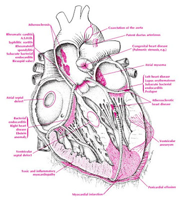 veins and arteries of body. arteries veinsdiagram