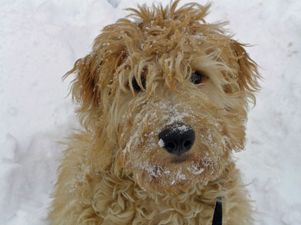 goldendoodle puppy red. house 2011 Goldendoodle puppy