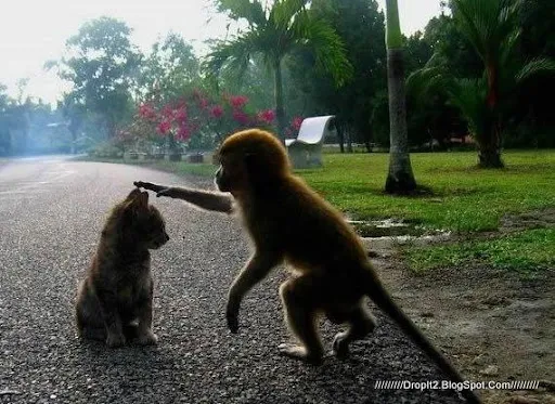 get more new friends