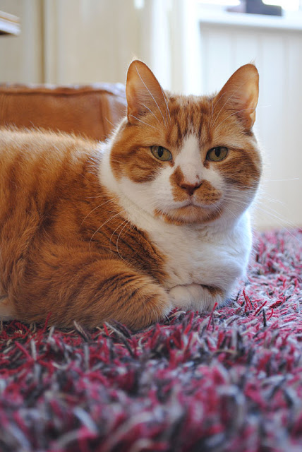 Dikke rode kater ligt ontspannen op een rood harig vloerkleed