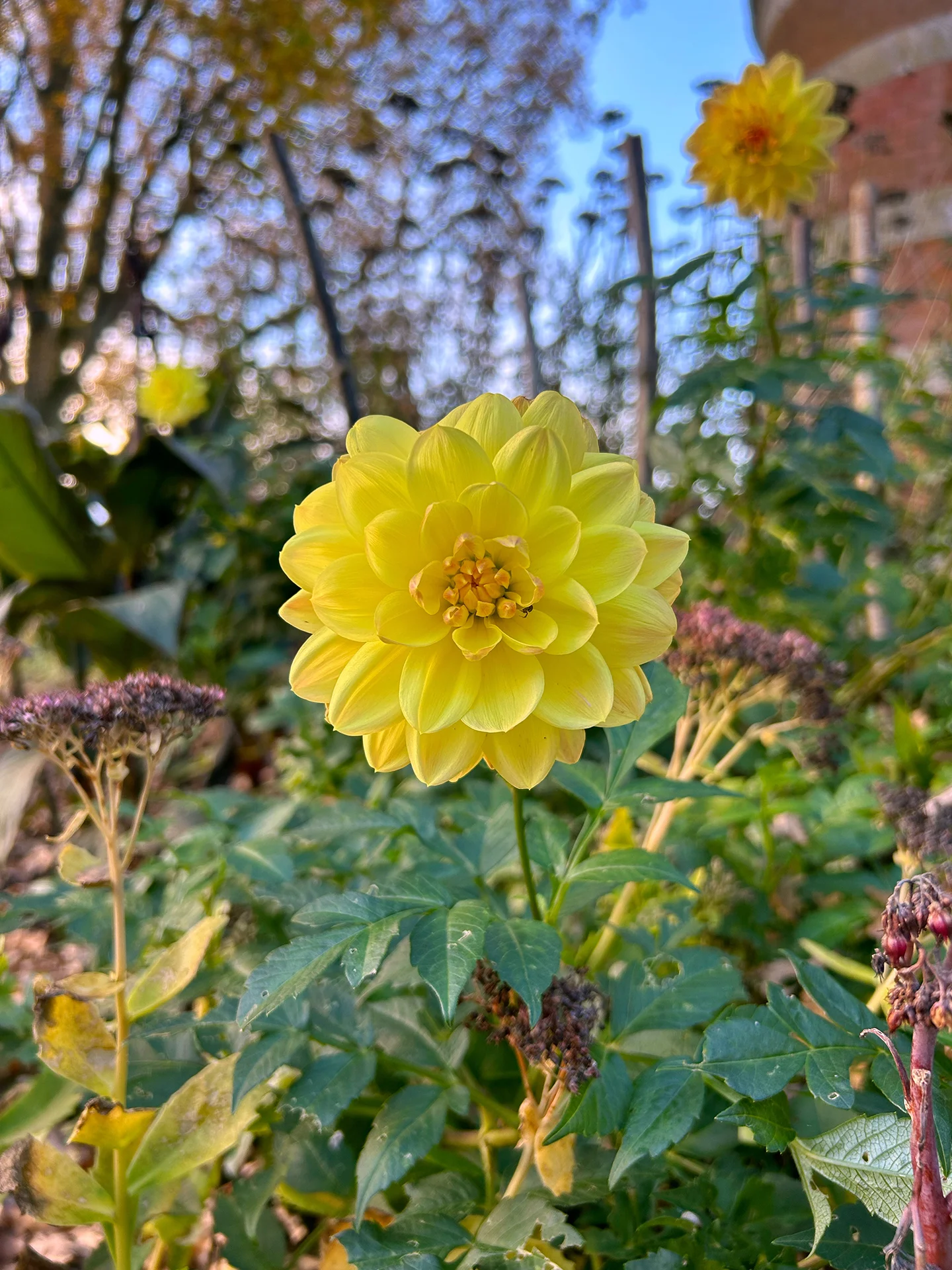 Sunny dahlias at sunset at Cliveden House, Berkshire - National Trust gardens