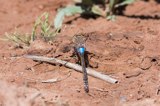 libelula-emperador-emigrante-anax-ephippiger-