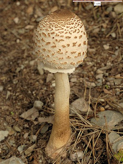 Macrolepiota rhacodes - parasol de carne roja, galanperna