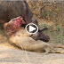 buffalo attack lion