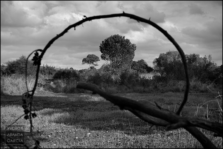 Paisaje en blanco y negro del Realenc en Carcaixent con varios árboles enmarcados por una rama curva