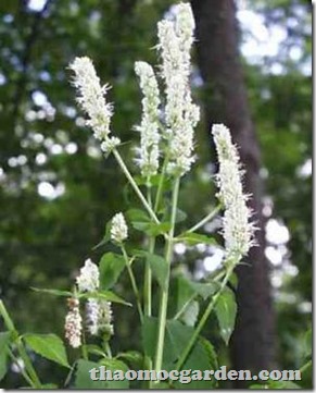 Yellow Giant Hyssop