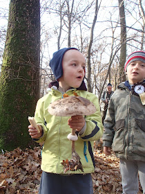  Czubajka gwiaździsta Macrolepiota konradii