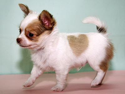 brown long haired chihuahua puppy. pictures of long haired