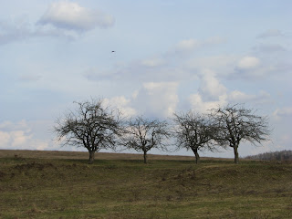 деревья