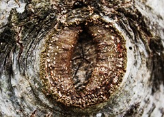 O-1