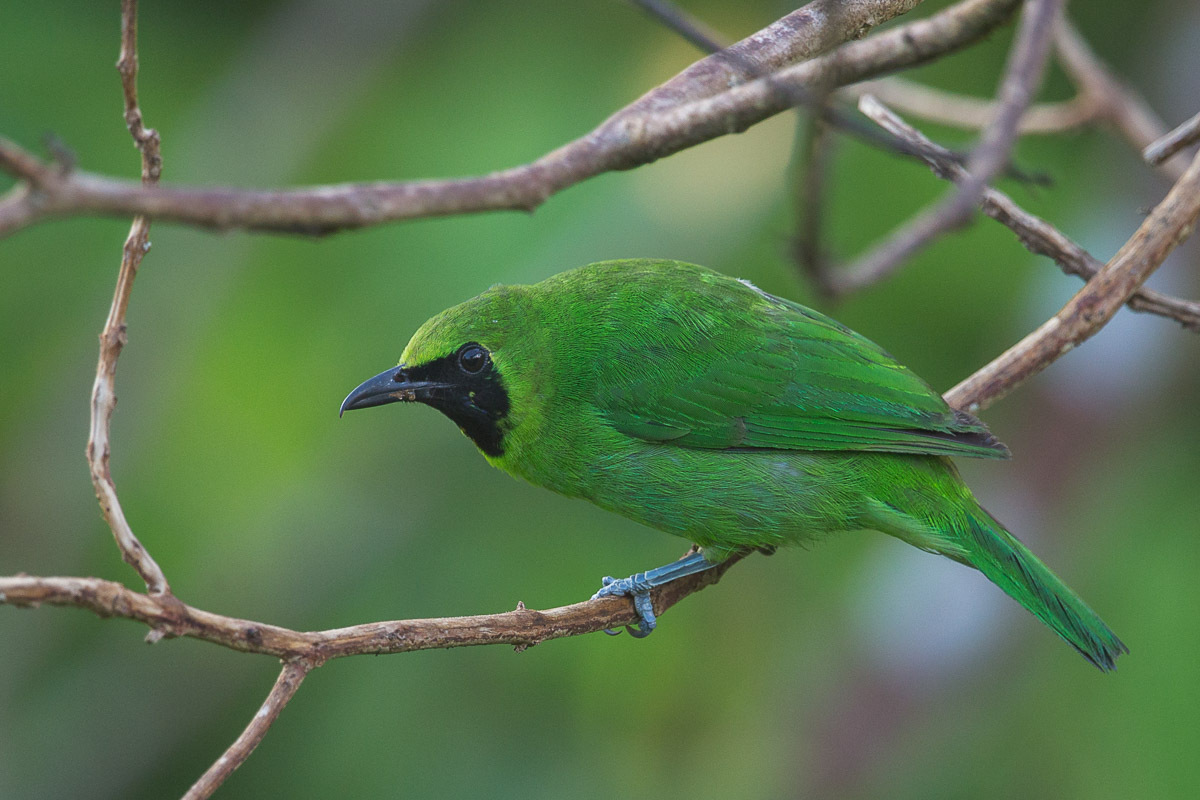 Cara Membedakan Jenis Kelamin Burung Cucak Hijau Jantan 