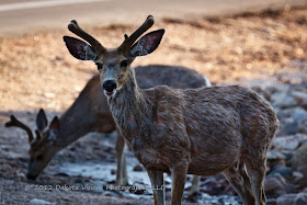 Velvet Antlers White Tailed Deer in Custer State Park Black Hills by Dakota Visions Photography LLC