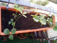 Apparition de 3 petits fraisiers sur un balcon citadin!