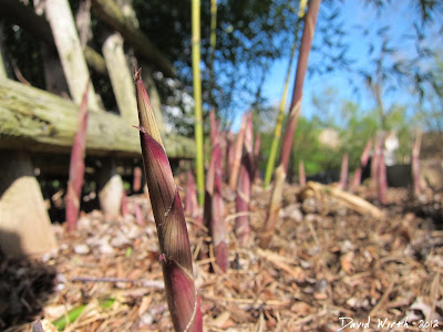 growing bamboo trees in cold climate zone 5, zone 6, temperature