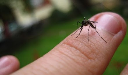 Se lanza el primer programa público de inmunización contra el dengue en Filipinas.