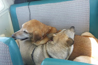 Labrador and mutt in the back seat of a Mooney M20E