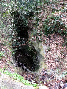 A woodsy walk 18