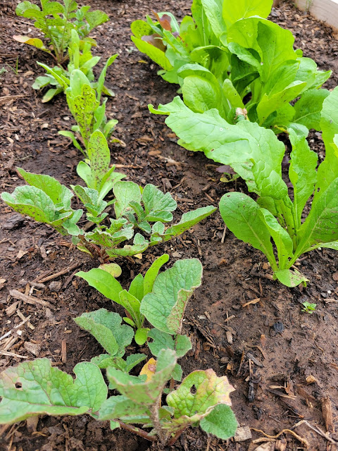 Lettuce seedlings growing in a row in a garden.