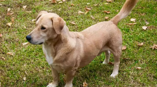 Bassador Dog Breed Info: Price, Characteristics, Aggressiveness & Facts