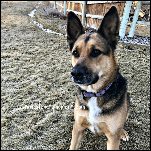 A dog with a focused look and ears at attention.