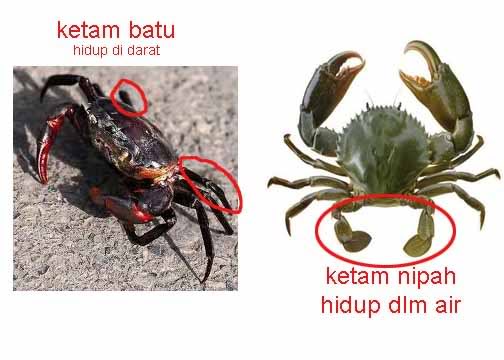 Ketahui Ketam Halal Dan Haram Di Makan  Umat Islam 