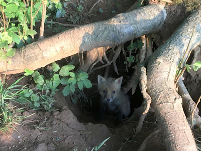 photo of a small fox cub looking out from a hole under the roots of a beech tree