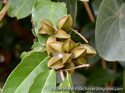 Combretum tetralophum