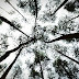 Pine Tree from Below