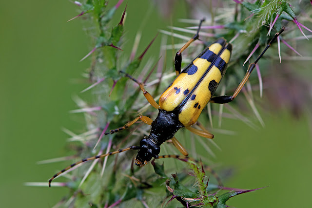 Rutpela maculata the Spotted Longhorn Beetle