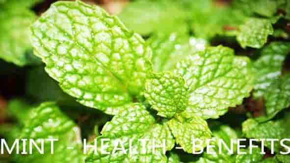 mint-health-benefits