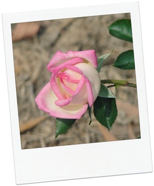 pink white rose