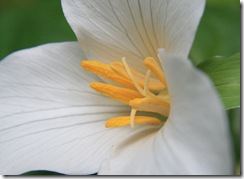 Trillium