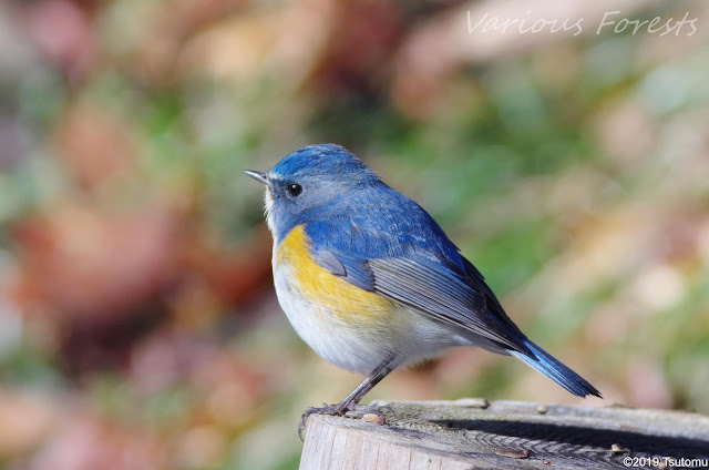 Red-flanked bluetail