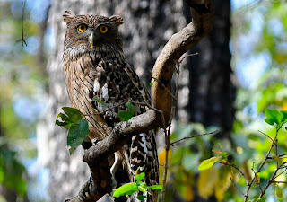 Brown Fish Owl