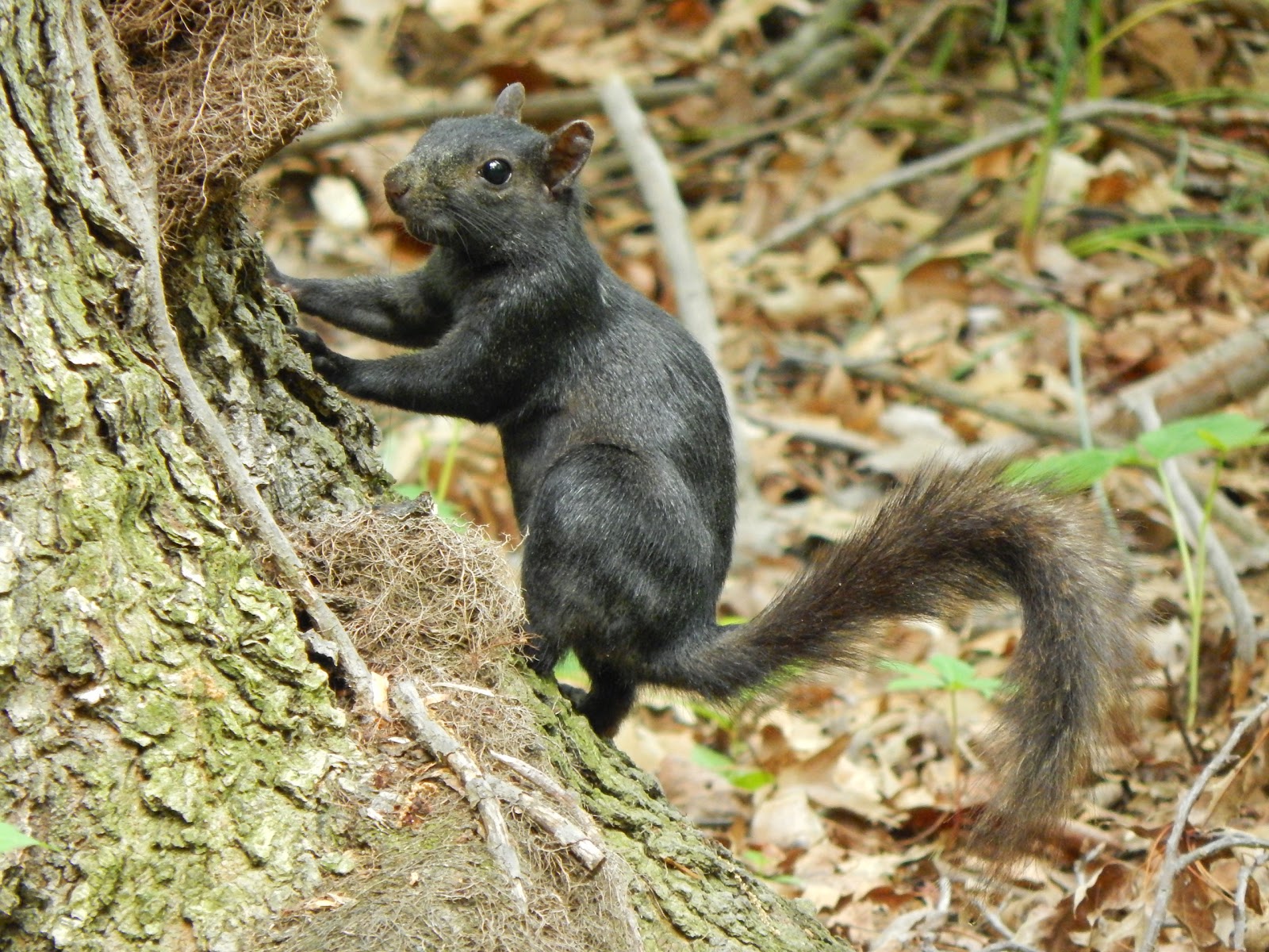 Capital Naturalist by Alonso Abugattas: Black Gray Squirrels?